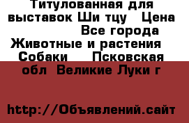 Титулованная для выставок Ши-тцу › Цена ­ 100 000 - Все города Животные и растения » Собаки   . Псковская обл.,Великие Луки г.